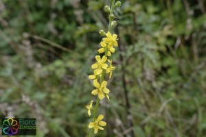 agrimonia eupatoria (800 x 1200).jpg_product_product_product_product